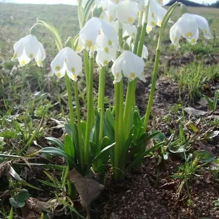 Edelweiss La Bresse
